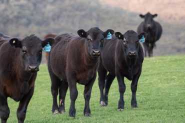 Black angus