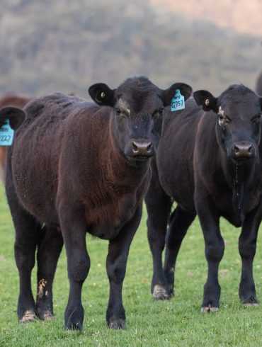 Black angus